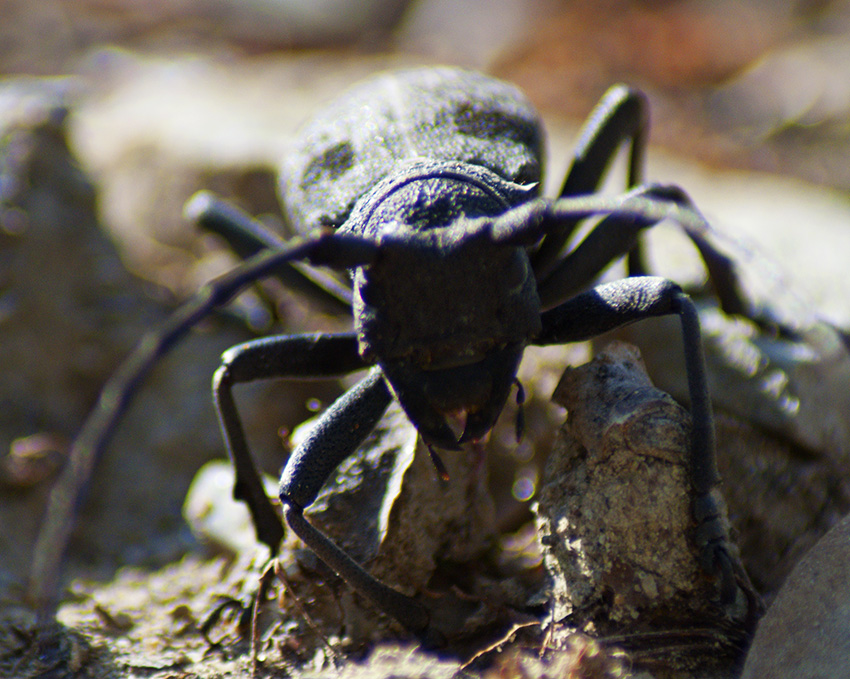 Cerambycidae - Lamiinae